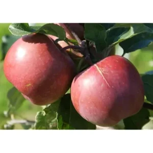 Fuji Apple Tree – 2 to 3 Feet – Red Apples – Bare Root – Hardy and Fast Growing