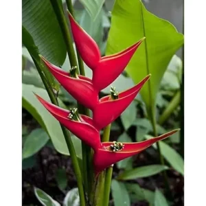 4 Heliconia Iris Live Plants - 4 to 8 Inch Red Rhizomes for Planting