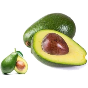 Bacon Avocado Tree - Live Well-Rooted Avocado Plant, Cold Hardy, 4-6 Inch in 4 Inch Pot