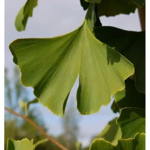 Ginkgo Biloba Tree Bare Roots - 12 to 18 Inch - Hardy Maidenhair Tree