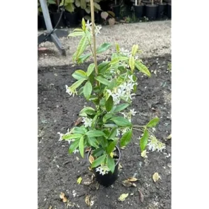 Star Jasmine Plant - 3 to 4 Feet Tall - White Climbing Vine for Garden