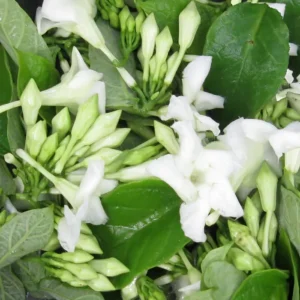 25 Seeds Loroco Plant Seeds - White Loroco Flowers, Edible Vegetable Seeds