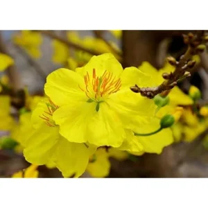 Ochna Serrulata Live Plant - 6 to 12 Inch - Yellow Fragrant Flowers - 4 Inch Pot