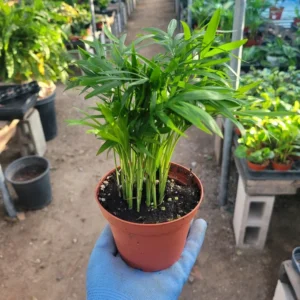 Parlor Palm - Chamaedorea Elegans - Neanthe Bella Palm - 2in Potted Indoor Plant