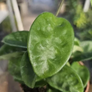 Hoya Krinkle - Ripple Hoya - Crinkle Hoya - 2in Pot - Trailing Houseplant