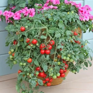Cherry Tomato Plants - Heirloom, Large, 5-10 Inch Tall, Pack of 2