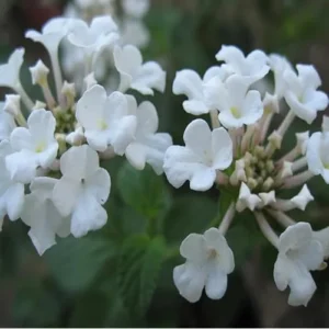 Live Lantana Plant - 4 to 6 Inches Tall - White Lantana