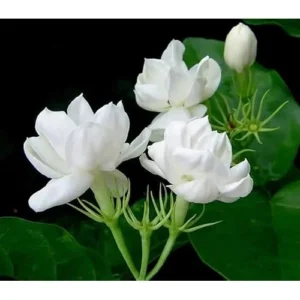 Sambac Jasmine Plant - 1 to 2 Feet Tall - White Fragrant Flowers - Gallon Pot