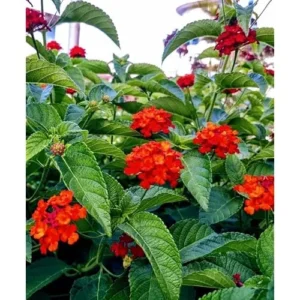 Live Lantana Plant - 4 to 6 Inch Tall, 4 Inch Pot, Red Blooms