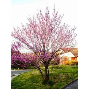 3 Eastern Redbud Trees - 12 to 18 Inch Bare Root, Hardy Redbud Plant, Pink Purple Flowers