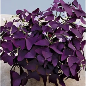 2 Live Purple Shamrock Plants, Oxalis Triangularis, 4-Inch Pot, Ready to Grow