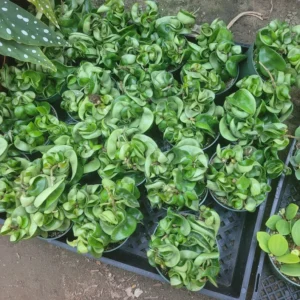 Hoya Hindu Rope - Trailing Succulent - 3in Pot - Indoor Houseplant