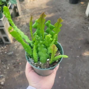 Fishbone Cactus - 4in Pot - Epiphyllum Anguliger - Zig Zag Cactus