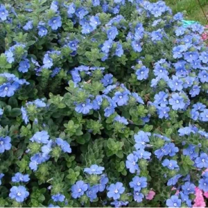 4 Live Blue Daze Evolvulus Plants | Blue Daze Ground Cover