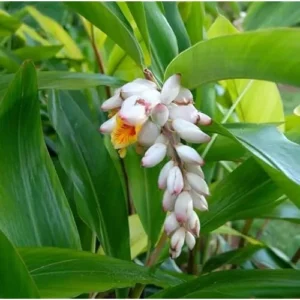 2 Shell Ginger Rhizomes with Stems - Fragrant and Well-Rooted