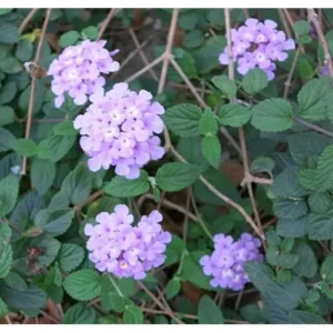 2 Live Lantana Plants - 4-6 Inch - Lavender Lantana Camara Plant - Summer Blooming