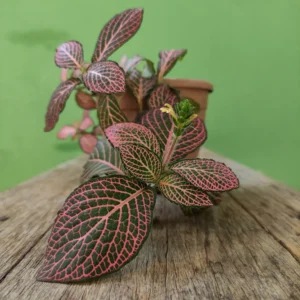 Pink Fittonia Plants - 2 Live Potted Pink Angel Nerve Plants 3-5 inch Height