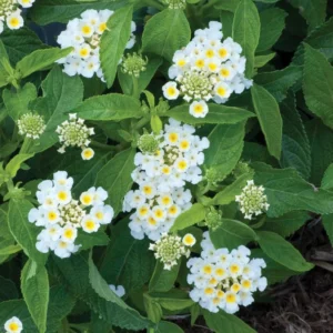 White Trailing Lantana 1 Gallon Live Plant - Cascading Groundcover, White Flowers