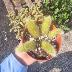 Monkey Tail Cactus - Trailing Cactus - 2in Pot Single Tail