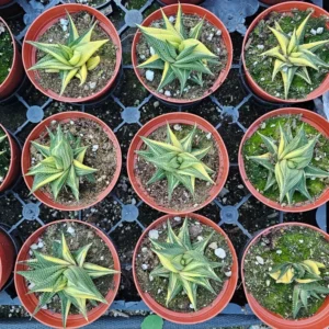 Haworthia limifolia Variegata - 4in Pot - Unique Succulent
