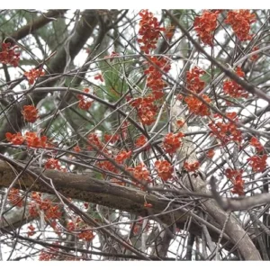 2 American Bittersweet Vine - 18 to 24 Inch Tall - Bare Root Climbing Vine for Landscaping and Garden Trellises