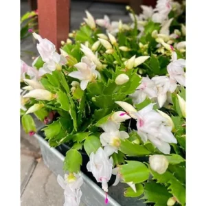 Christmas Cactus Plant Live - 4 Inch Pot - White Flowering Schlumbergera