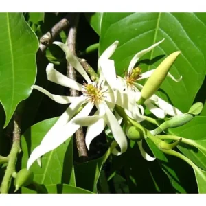 White Champaca Live Plant - 4 to 5 Feet Tall - Fragrant Magnolia Tree - 3-Gallon Pot