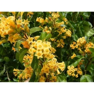 Jasmine Live Plant - Fragrant Orange Flower - 4 Inch Pot - Ships No Pot