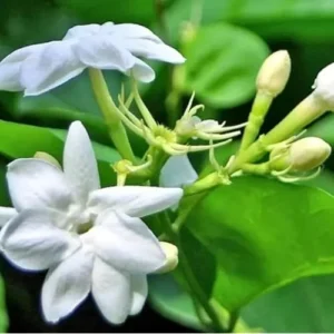 Sambac Jasmine Plant - 1 to 2 Feet Tall - White Fragrant Flowers - Gallon Pot