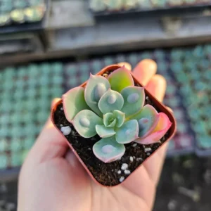 Echeveria Rain Drop Succulent - 2in Pot - Rare Houseplant