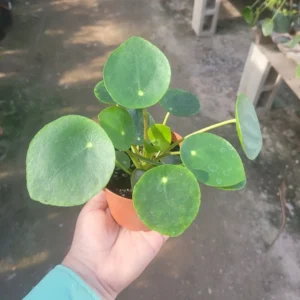 Pilea Peperomioides – Chinese Money Plant – UFO Plant – Easy-Care – 2in Pot