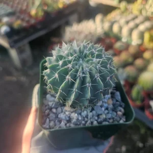Parodia Buiningii Cactus - Rare Notocactus Buiningii - 4in Pot