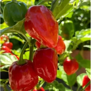 6 Live Habanero Pepper Plants Red Chili Pepper 4-6 Inches Tall Ready to Grow