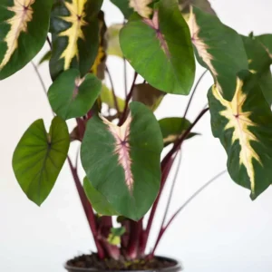 Colocasia Waikiki Elephant Ear Live Plant - 8 Inch Starter Plant - Multicolor Tropical Foliage