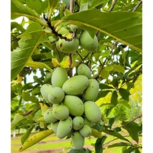 Pawpaw Tree Seedlings - Hardy 2 to 3 Feet Bare Root Trees for Gardening