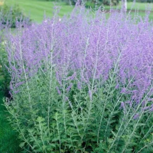 Russian Sage Plant Live 1 Gallon - Lavender-Blue Blooms, Drought-Tolerant Shrub