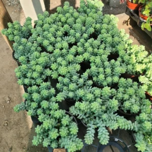 Donkey Tail Succulent Trailing Sedum 2in Pot - Easy-Care Hanging Plant