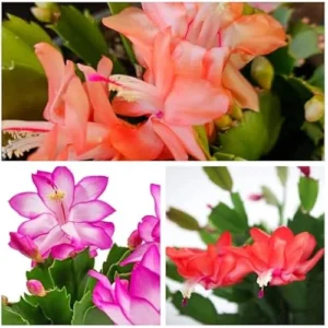 3 Assorted Christmas Cactus Plants - Live Schlumbergera 4-6 Inch - Vibrant Blooms