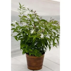 Angel Wings Jasmine Plant - 1 Feet Tall - Fragrant White Jasmine Vine