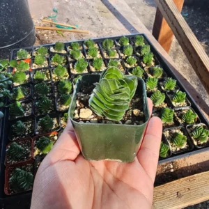 Buddha’s Temple Crassula Pyramidalis - Rare Succulent - 2in Pot