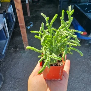 Watch Chain Succulent Crassula Muscosa - Rooted Cuttings - 2in Pot