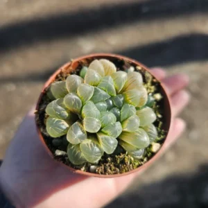 Haworthia Cooperi Variegated - Succulent Plant - 2in Pot