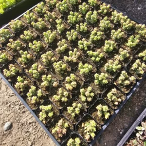 Crassula Tom Thumb Succulent - Rare Miniature Crassula - 2in Pot