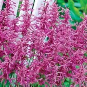 Agastache barberi ‘Tutti Frutti’ 1 Gallon Live Plant – Raspberry Blooms, Attracts Hummingbirds, Full Sun