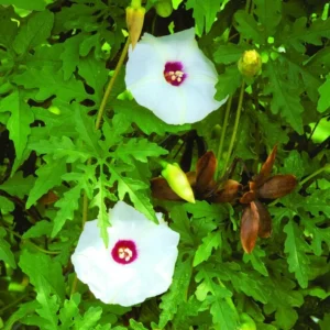 Alamo Vine Plant Live 1 Gallon – White Flowers, Evergreen Vine for Gardens