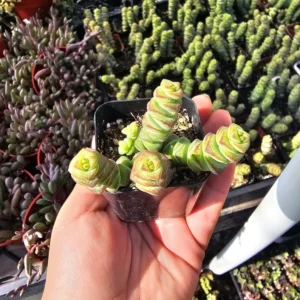 Crassula Baby Necklace - Trailing Succulent - 2in Pot