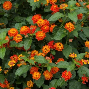 Dallas Red Lantana 1 Gallon Live Plant – Vibrant Red Flowers, Heat & Deer Resistant, Low Maintenance