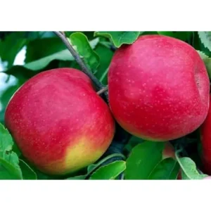 Fuji Apple Tree – 2 to 3 Feet – Red Apples – Bare Root – Hardy and Fast Growing