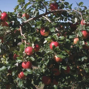 2 Live FUJI Apple Trees 2 Feet Tall Semi-Dwarf Sweet Tangy Apples