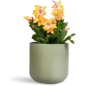 Holiday Cactus - Schlumbergera, 3 Inch Pot, Yellow Flowering Succulent